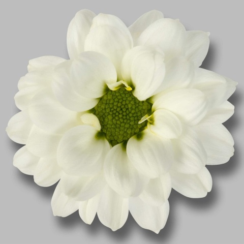 CHR S KINDLY WHITE 55cm/1100G - D