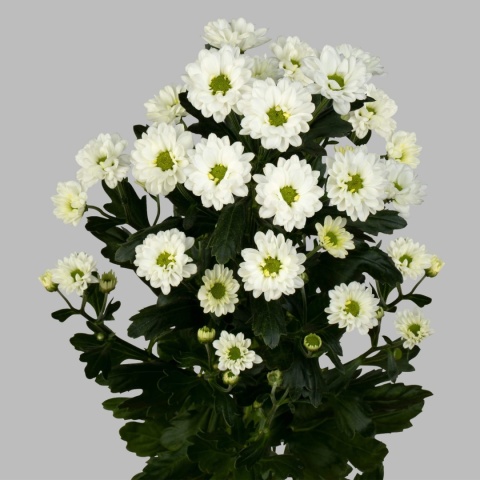 CHR S KINDLY WHITE 55cm/1100G - D