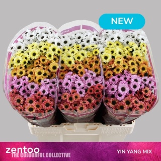 CHR S MIX YIN YANG 55cm/1200G - D