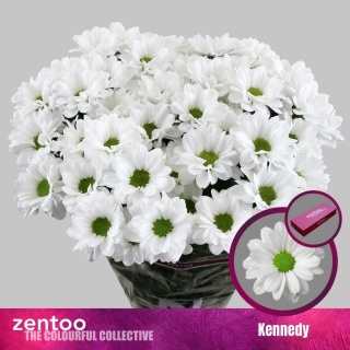 CHR T KENNEDY 70cm/90G - D