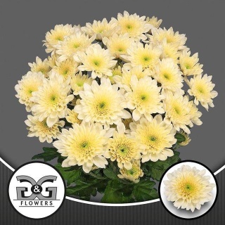 Chr T Sorbet Vanilla 70cm/ 80g- D