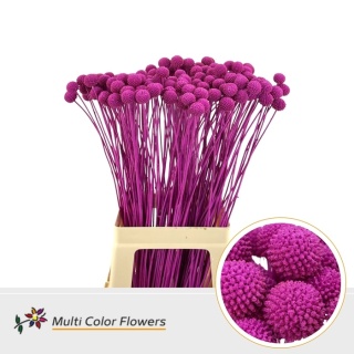 Craspedia Erica KLB H% 60cm - D
