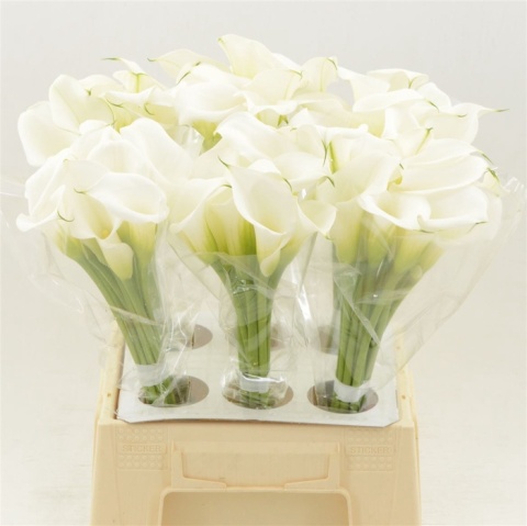 Calla Crystal Clear 50cm - D