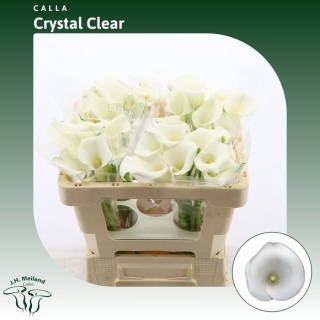 Calla Crystal Clear 50cm - D