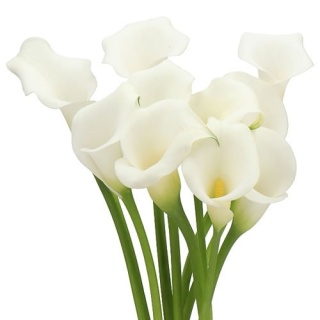 Calla Crystal Clear 50cm - D