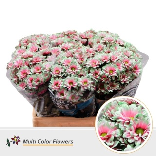 Chr T KENNEDY Watermelon 60cm - D