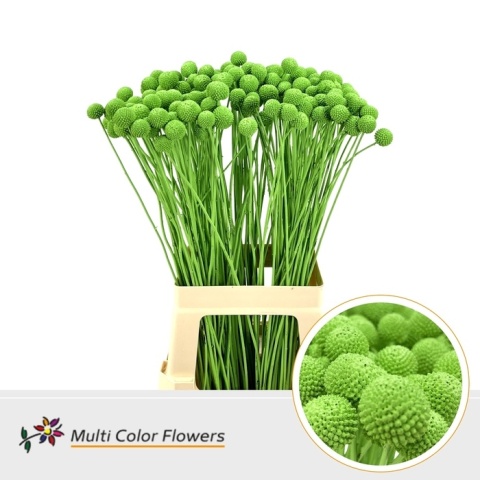 Craspedia Groen Appel KLB H% 60cm - D