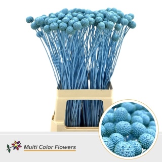 Craspedia Blauw Licht KLB H% 60cm - D
