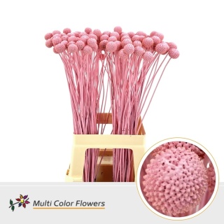 Craspedia Rose Licht KLB H% 60cm - D
