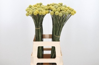 Craspedia XL 70cm - D