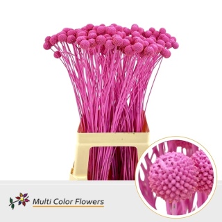 Craspedia Rose Nieuw KLB H% 60cm - D
