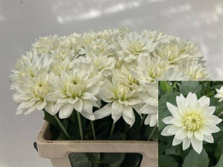 DAHL KARMA MAA ZWAAN 55cm - D