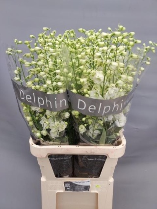 DELPH DU CENTU WHITE 100cm - D