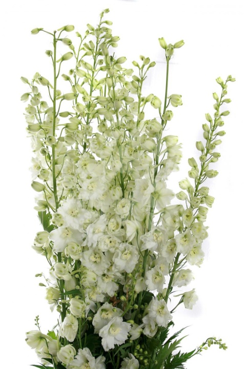 DELPH DU CENTU WHITE 100cm - D
