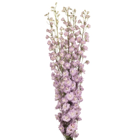 DELPH DU DEW FLAMING 90cm - D