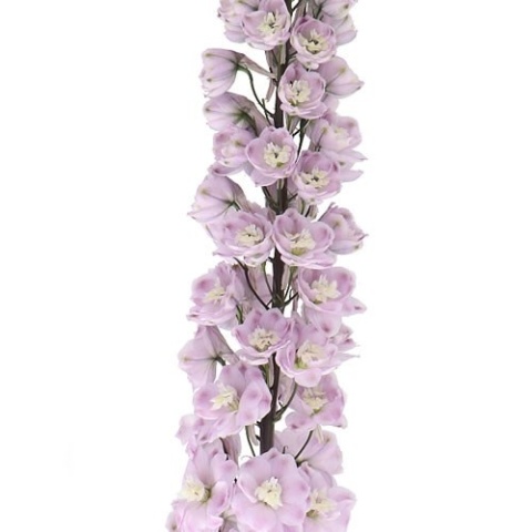 DELPH DU DEW FLAMING 90cm - D