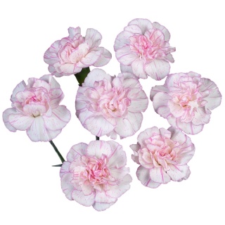 Di Tr Daifuku - Kolumbia
