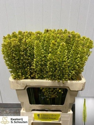 EREMURUS STENOPHYLLU 60cm - D