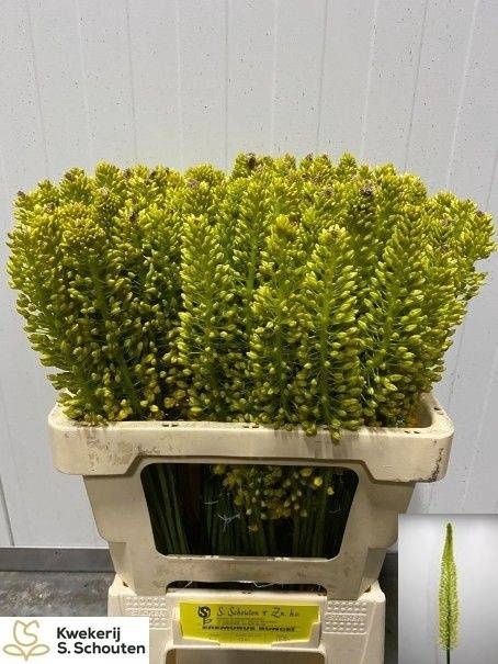EREMURUS STENOPHYLLU 60cm - D