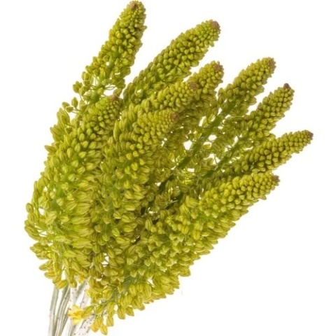EREMURUS STENOPHYLLU 60cm - D