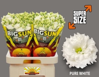 EUS G ALISSA PURE WHITE 72cm - PROMO