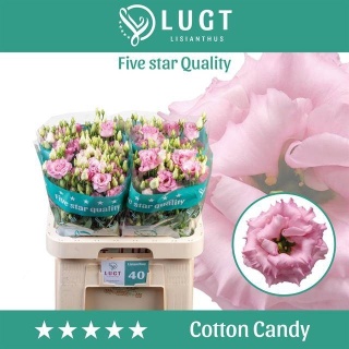 EUS G COTTON CANDY 70cm - D