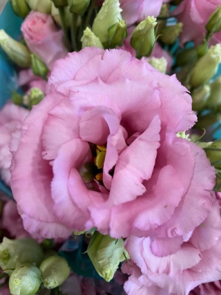 EUS G COTTON CANDY 70cm - D