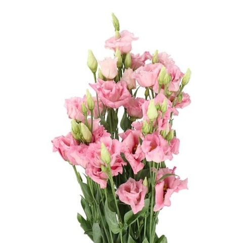 EUS G COTTON CANDY 70cm - D