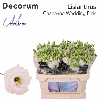EUS G CHAC WED PINK 70cm - D