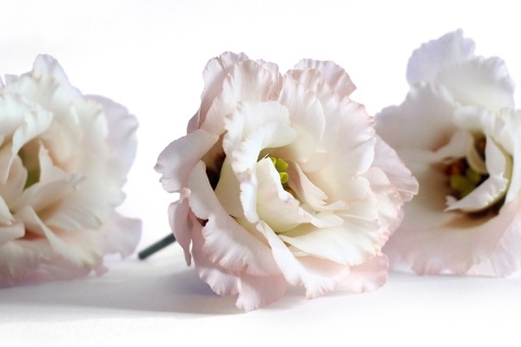 EUS G CHACONNE Wedding Pink 70cm - D