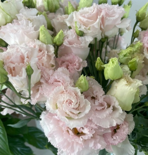 EUS G CHACONNE Wedding Pink 70cm - D