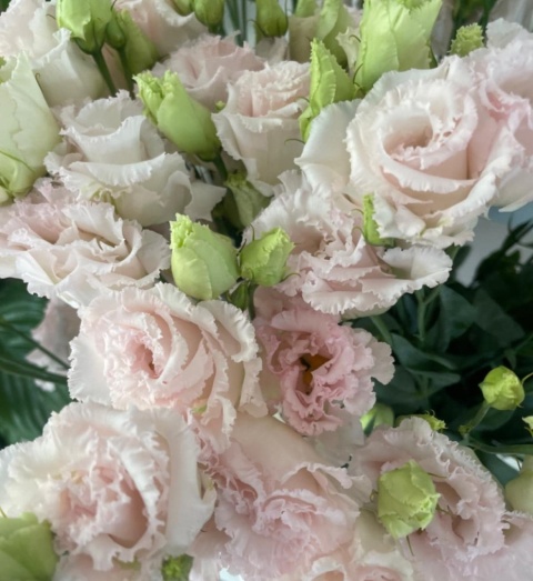 EUS G CHACONNE Wedding Pink 70cm - D