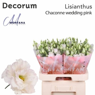 EUS G CHACONNE Wedding Pink 70cm - D
