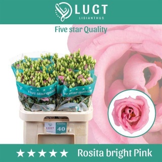 EUS G ROSI BRIGHT PINK 70 - D