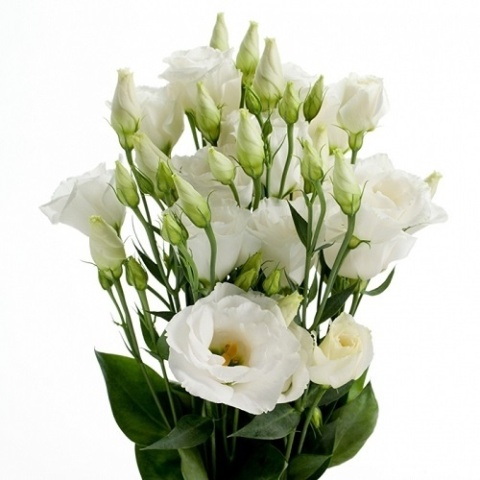 EUS G ROSI WHITE 70cm - D