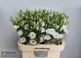 EUS G ROSI WHITE 70cm - D
