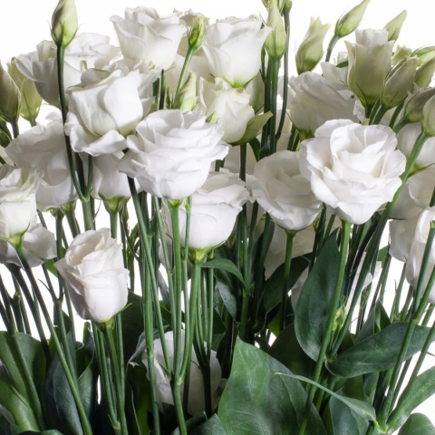 EUS G ROSI WHITE 70cm - D
