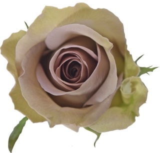 Ecuador - R AMNESIA 60cm