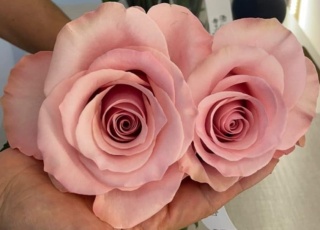 Ecuador - R THINK PINK 60cm