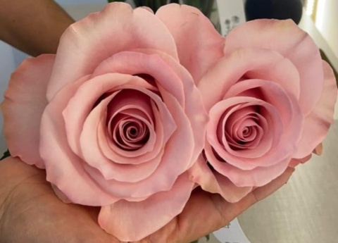 Ecuador - R THINK PINK 60cm