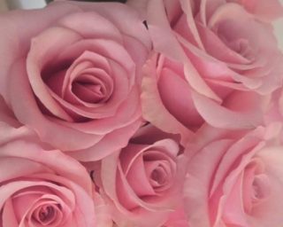 Ecuador - R THINK PINK 60cm