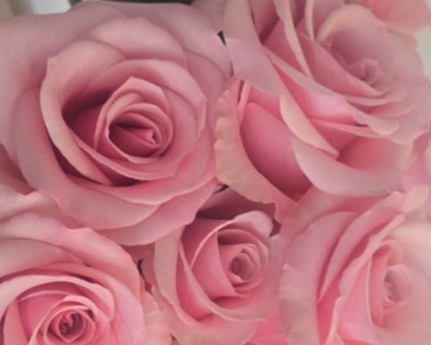 Ecuador - R THINK PINK 60cm