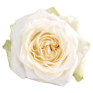 Ecuador - R CANDLELIGHT 50cm / 12szt
