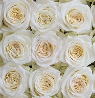 Ecuador - R CANDLELIGHT 50cm / 12szt