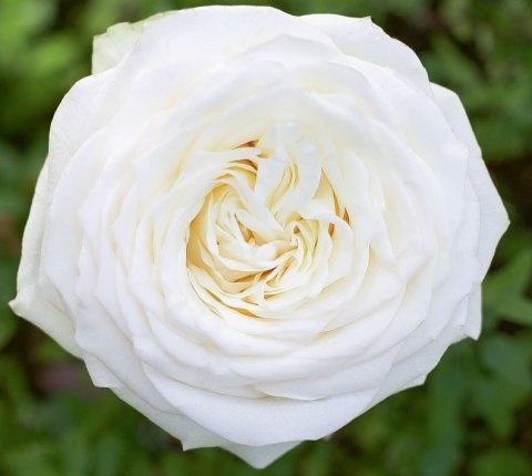 Ecuador - R CANDLELIGHT 50cm / 12szt