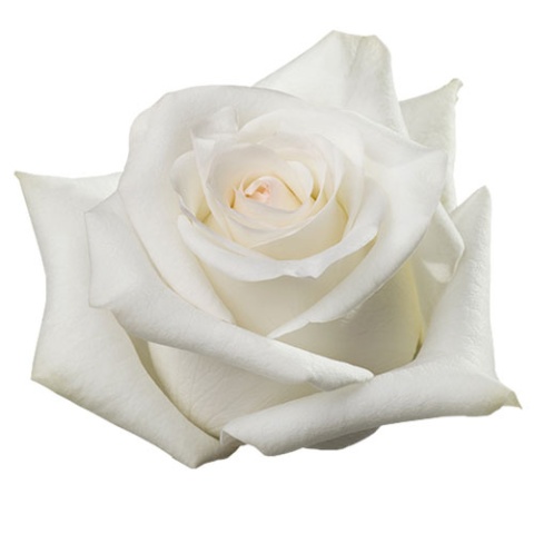 Ecuador - R CANDLELIGHT 50cm / 12szt