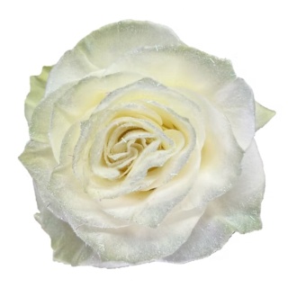 Ecuador - R GR Snowglobe VELVET TINTED 60cm
