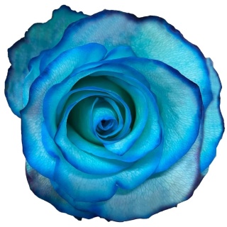 Ecuador - R GR Blue Lace Sweetness Tinted 60cm
