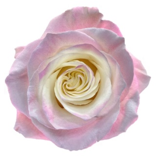 Ecuador - R GR Magical Edge Tinted 60cm