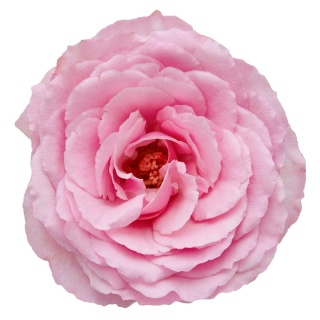 Ecuador - R GR Garden Mayra's Pink 60cm